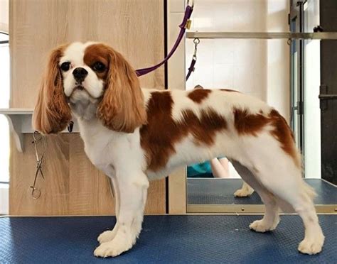 Cavalier King Charles Spaniel Haircut | Cavalier king charles dog, King ...