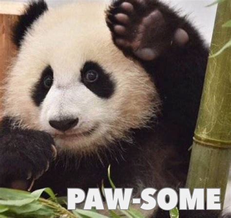 Hi || Too cute || Adorable baby panda cub meme || Smile || Daily fun ...