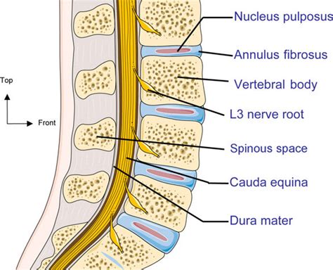 A sagittal section of the human lumbar spine. | Download Scientific Diagram