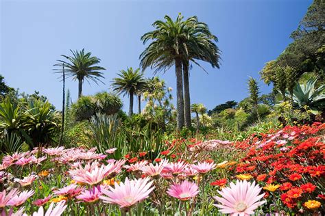 Tresco Abbey Garden, Isles of Scilly, Cornwall - [GEO]