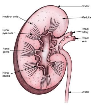 肾脏解剖:概述，大体解剖，显微解剖