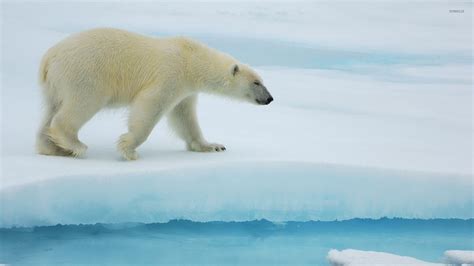 Polar bear walking on ice wallpaper - Animal wallpapers - #52147