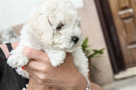 Full Grown Maltipoo - Size, Appearance, Temperament & Care