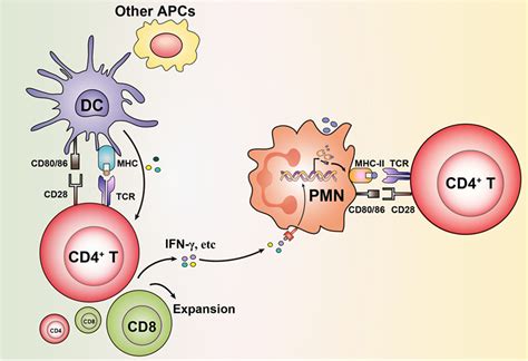 Frontiers | Granulocytes: New Members of the Antigen-Presenting Cell Family