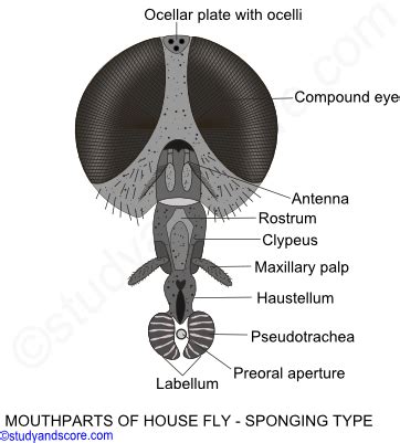 Butterfly mouthparts, cockroach mouthparts, housefly mouthparts, honey bee mouthparts, sponging ...