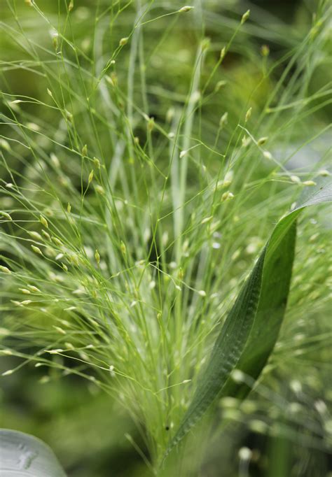 Panicum 'Frosted Explosion' photographer Rachel Myers. An annual grass (sometimes described as ...