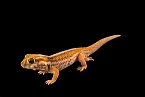 Frog-Eyed Gecko (Teratoscincus keyserlingii) - Joel Sartore