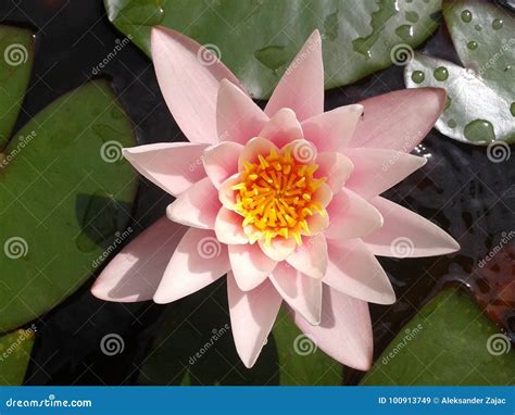 Nenufar flower stock image. Image of five, calm, grass - 100913749