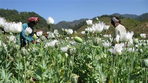 Myanmar Opium Production Drops as Meth Surges, UN Says