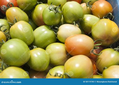 Tomatoes farm stock image. Image of food, greenhouse - 50119783