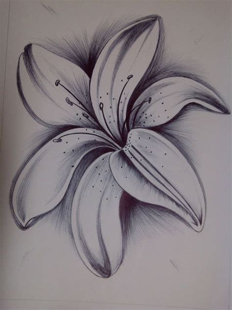 Easy Flower Drawings, Pencil Drawings Of Flowers, Beautiful Flower Drawings, Amazing Drawings ...