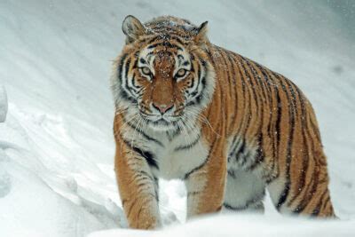 National animal of South Korea - Siberian tiger | Symbol Hunt