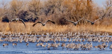 Quartet Of Cranes