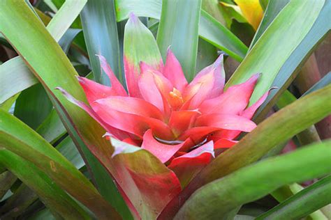 Bromeliads Tropical Rainforest Plant Atlantic Ocean Stock Photos, Pictures & Royalty-Free Images ...