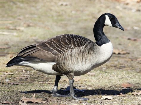 Canada Goose - Animal Corner