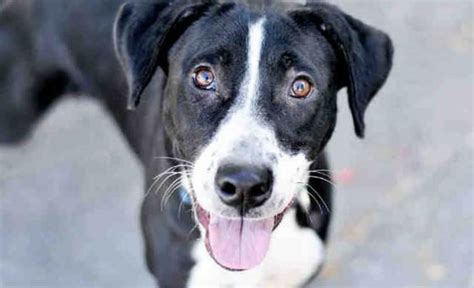 The Complete Guide to Border Collie Lab Mix (all you need to know) - The Pet Town