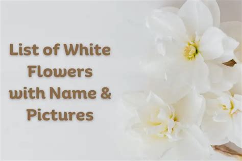 White Flowers: Complete List With Names and Pictures - Flowers Names