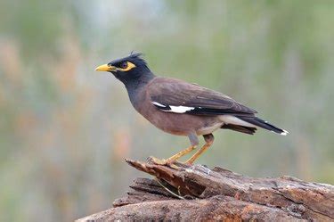 Mynah Bird Information | Cuteness