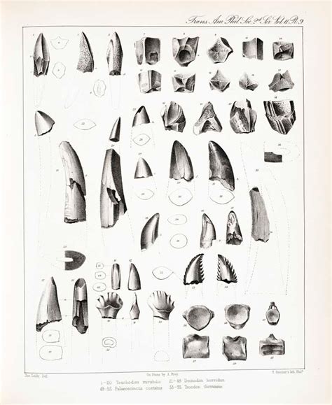 09. First Discovery of American Dinosaurs, 1856 - Linda Hall Library