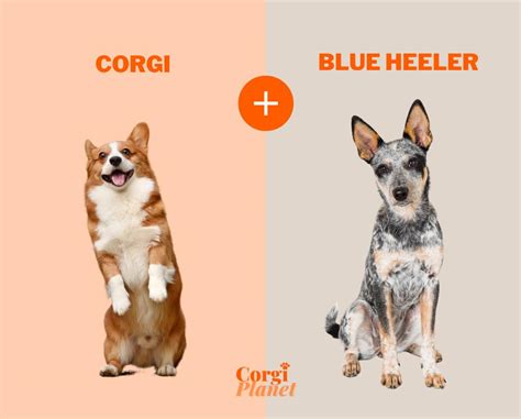 What Does A Full Grown Corgi Heeler Mix Look Like? - Corgi Planet