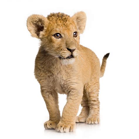 Royalty Free Lion Cub Pictures, Images and Stock Photos - iStock