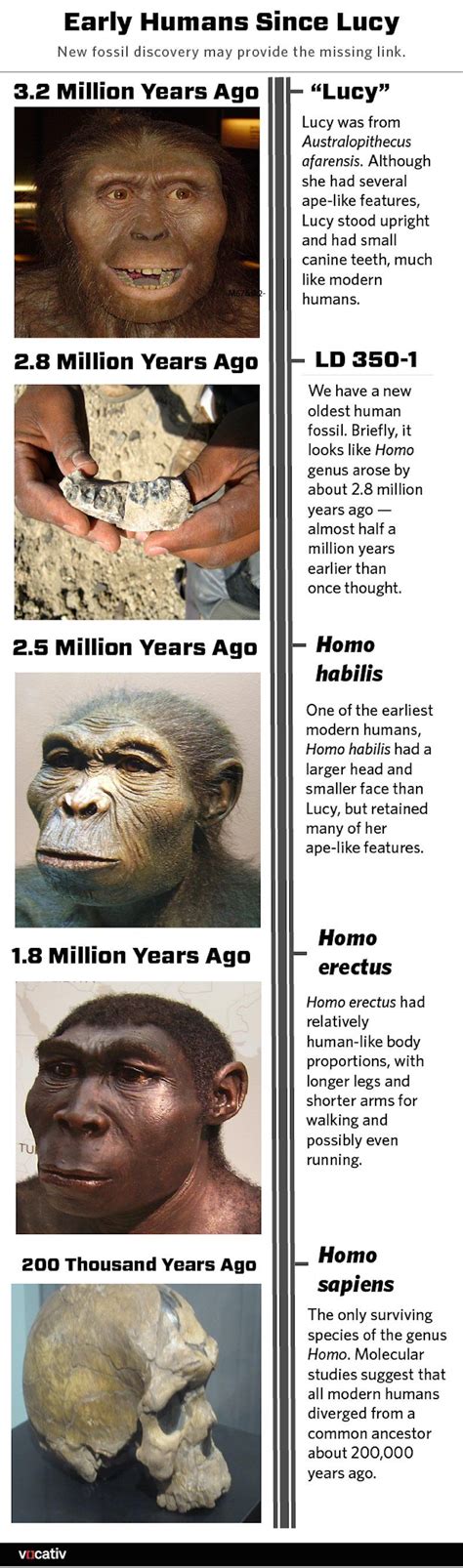 Two new fossils just rewrote the timeline of human evolution — here's what it looks like now ...