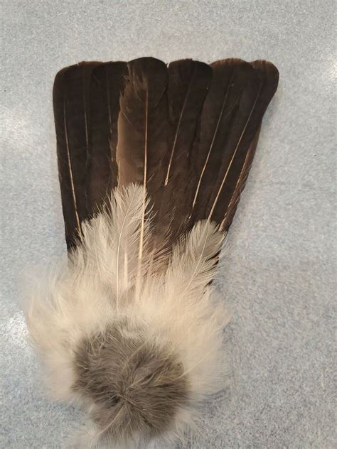 Eurasian Blue Jay Bird Full Tail Feathers JB22 - Etsy