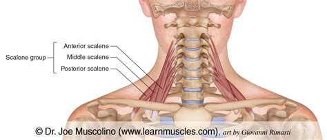 Scalene Group - Learn Muscles