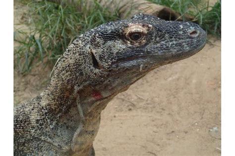 Antimicrobial substances identified in Komodo dragon blood