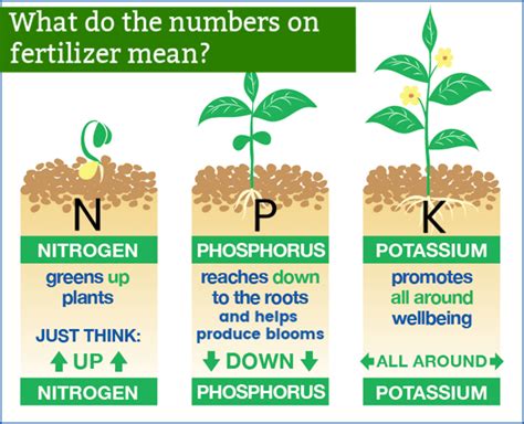 Fertilizer Numbers – What Is NPK – Zargol Chemi Productive Co.