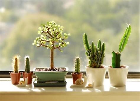 Cactus Plants and Feng Shui Decorating