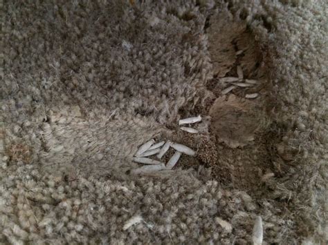 Moth Larvae In Carpets - Carpet Vidalondon