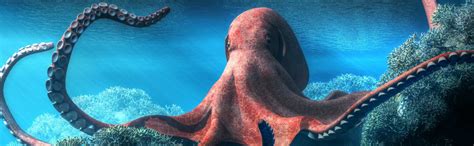 Pet Octopus Care Guide - Diet, Breeding & More » Petsoid