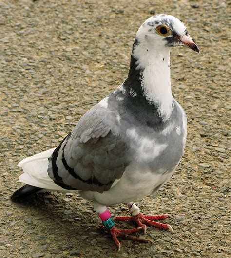 Fichier:Racing pigeon rataedl.jpg — Wikipédia