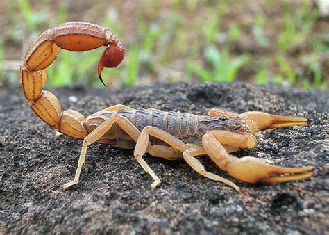 Indian Red Scorpion (Hottentotta tamulus) | Scorpion, Animal tattoos ...