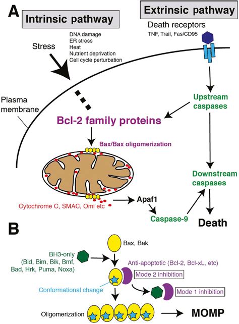 Application of cryo-electron microscopy for investigation of Bax-induced pores in apoptosis