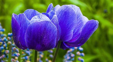 Blue Tulips: Do They Exist Naturally?