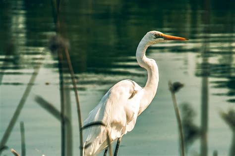 Pashan Lake and Pashan Tekdi: Bird watching & Nature