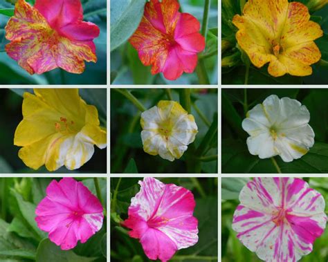 Marvel of Peru (Mirabilis jalapa)