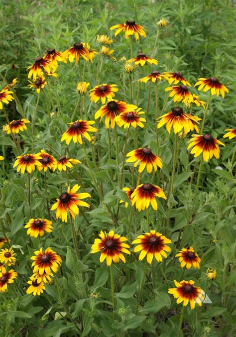 Gloriosa Daisy (Rudbeckia hirta) | Applewood Seed Company