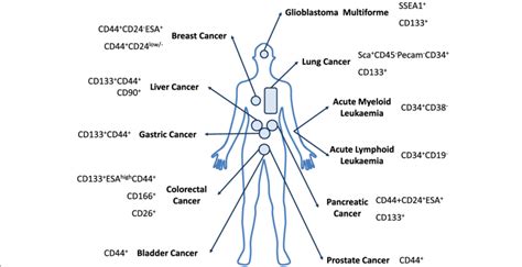 Most common cell surface markers currently used to identify CSC... | Download Scientific Diagram