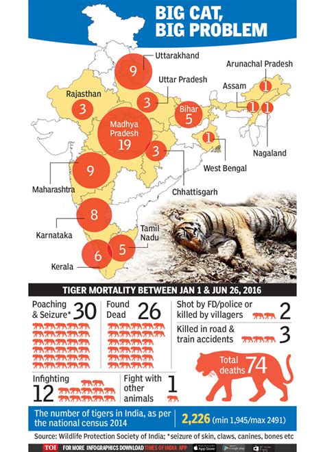 74 Tiger Deaths in India in First Half of 2016: Is Poaching the Only Reason?