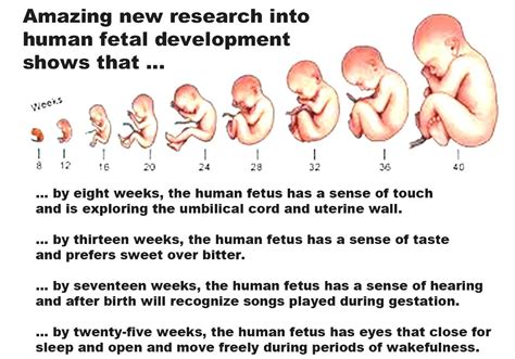 Stages Of Prenatal Development Meaning Of Menstruation Period Cycle ...