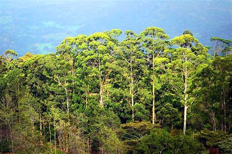 Facts About The Forest Floor Layer Of The Rainforest - Carpet Vidalondon