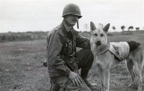 Military Dogs: World War II Photos of Pets in Action - Warfare History Network