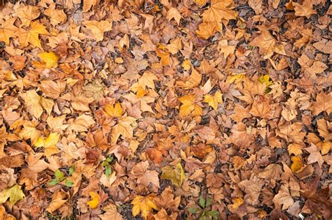 Fondo de hojas secas en otoño | Foto Premium