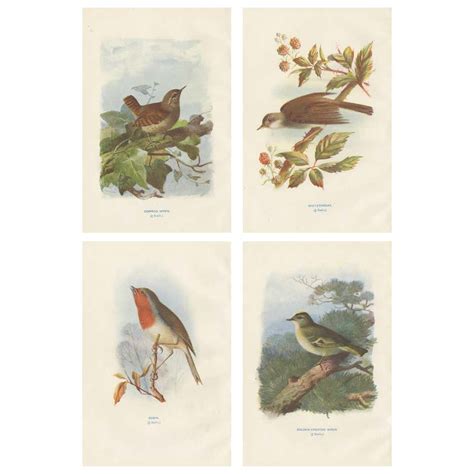 Set of 4 Antique Bird Prints Jay, Redstart, Jackdaw, Greenfinch, '1901 ...