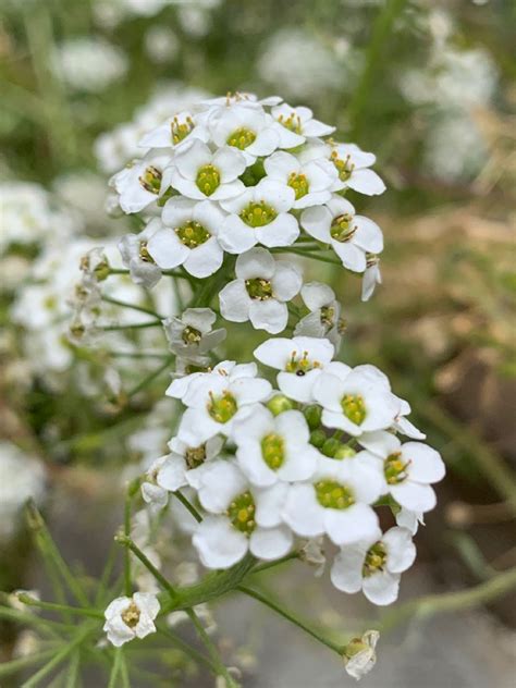 Alyssum Flower | Alyssum flowers, Alyssum, Flowers