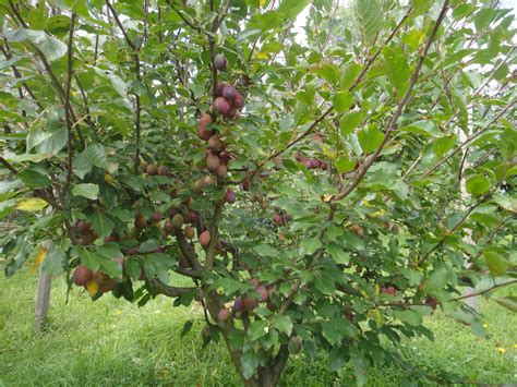 My Edible Fruit Trees: Plum Trees NSW