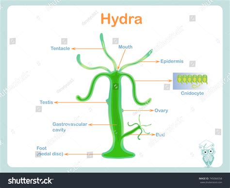 Schéma de structure anatomique de l'hydra : image vectorielle de stock (libre de droits ...